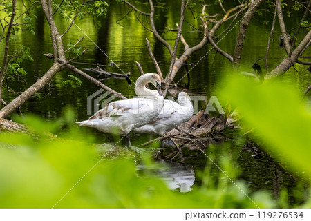 Beautiful white swans preen their feathers, drink water from the lake, swim around the lake. Beautiful white swans swim on water, lake, river. Beautiful white swans stand on a fallen tree. 119276534