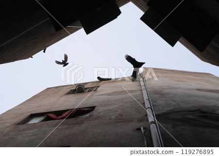 Birds fly over the opening between the houses. Silhouettes of pigeons in the sky above a narrow street in the city center of Lahore, Pakistan. Urban view with flying birds in old city. Birds fly over the opening between the houses. Silhouettes of pigeons in the sky above a narrow street in the city center of Lahore, Pakistan. Urban view with flying birds in old city. 119276895