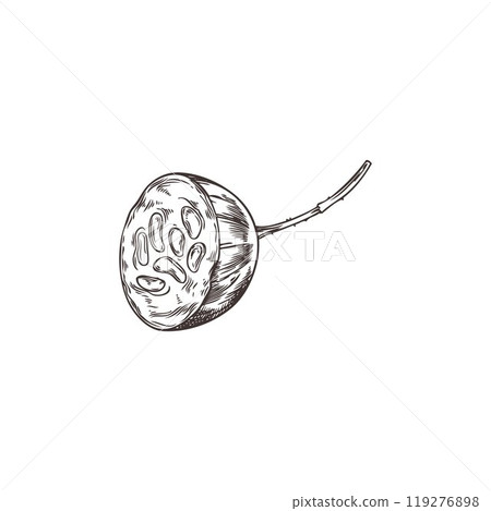 Cut in half gooseberry with seeds and stem engraved hand drawn vector, farm natural ripe berry sketch organic plant food Cut in half gooseberry with seeds and stem engraved hand drawn vector, farm natural ripe berry sketch organic plant food 119276898