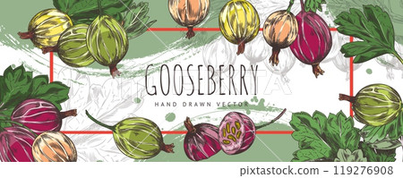 Bunch of gooseberries with leaves hand drawn vector label design, farm natural ripe berries color sketch organic food Bunch of gooseberries with leaves hand drawn vector label design, farm natural ripe berries color sketch organic food 119276908