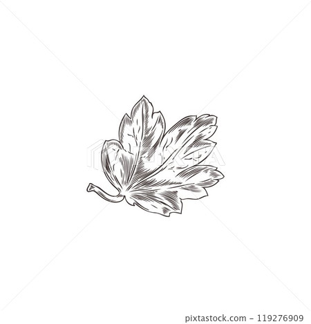 Leaf of gooseberry plant engraved hand drawn vector icon, natural fragrant herbal tea, condiment foliage floral sketch 119276909