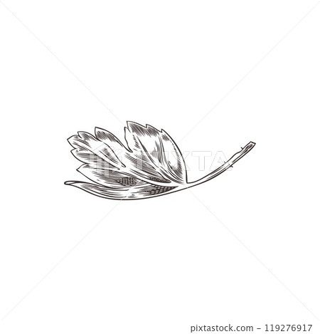 Vector illustration of black and white sketch of gooseberry leaf. 119276917
