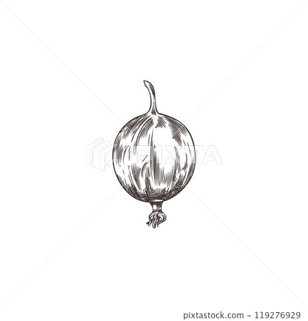 Vector illustration with a round gooseberry berry hand-drawn on a white background 119276929
