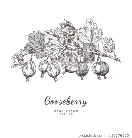 Black and white vector illustration of gooseberry branch with leaves. 119276930