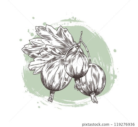 Bunch of gooseberries with leaves engraved hand drawn vector illustration, farm natural ripe berries sketch organic food 119276936