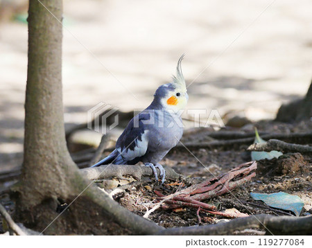cockatiel 119277084
