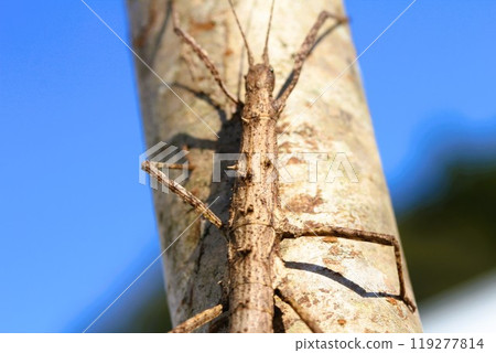 Blue sky and spiny stick insect 119277814