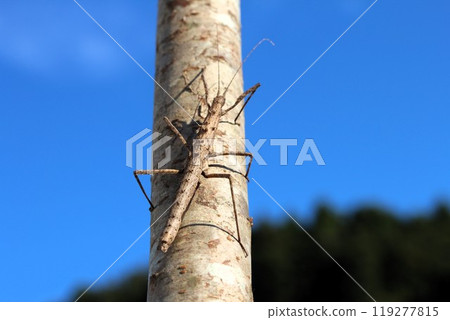 Blue sky and spiny stick insect 119277815