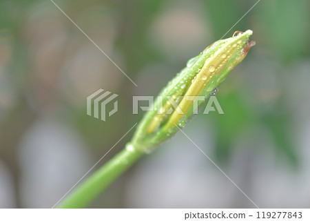 Aurea Aurea 119277843