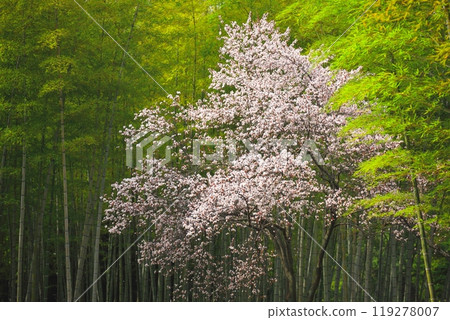 竹林和野櫻花（日本圖） 119278007