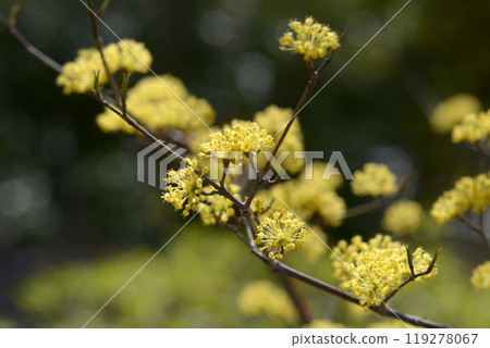 雲集 雲集 119278067