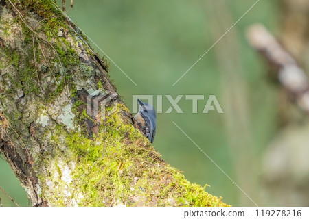 A nuthatch searching for food on a mossy fallen tree A nuthatch searching for food on a mossy fallen tree 119278216