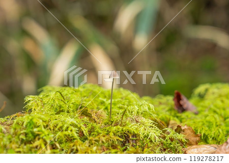 A small mushroom growing vigorously on moss A small mushroom growing vigorously on moss 119278217