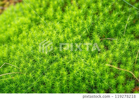 杉苔靜靜地生長 杉苔靜靜地生長 119278218