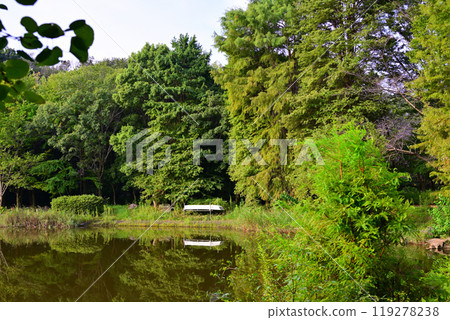 初秋的色彩開始變化,桶川市大池湖、城山公園 初秋的色彩開始變化,桶川市大池湖、城山公園 119278238