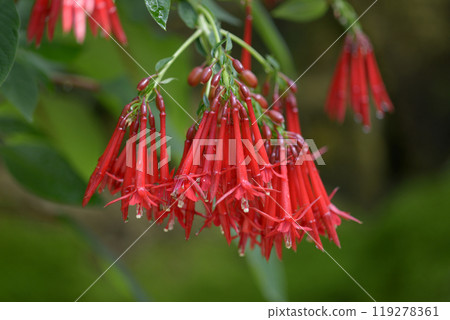 紫紅色玻利維亞納 119278361