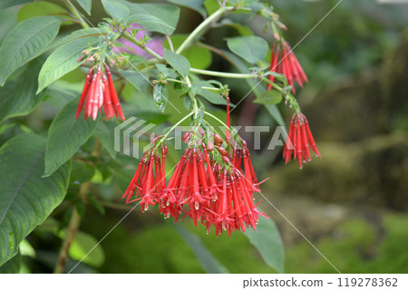 紫紅色玻利維亞納 119278362