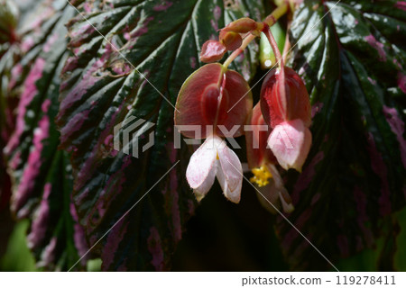 秋海棠 秋海棠 119278411