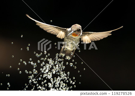 Annas hummingbird - Calypte Anna - Enjoying the Water Fountain Drops. 119278526