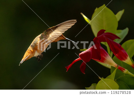Rufous Hummingbird Enjoying the Red Mandevilla. Rufous Hummingbird Enjoying the Red Mandevilla. 119278528