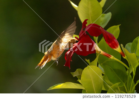 Rufous Hummingbird Enjoying the Red Mandevilla. Rufous Hummingbird Enjoying the Red Mandevilla. 119278529