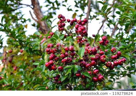 Hawthorn (Yamako) 119278624