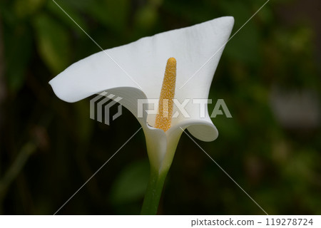 Zantedeschia Zantedeschia 119278724