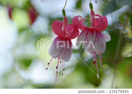 Fuchsia Strawberry Festival Fuchsia Strawberry Festival 119278891