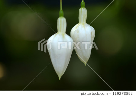 Fuchsia Sebastopol 119278892