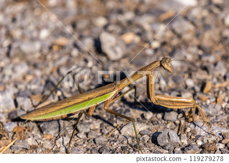 A brown giant mantis stalks vigilantly across the sand 119279278