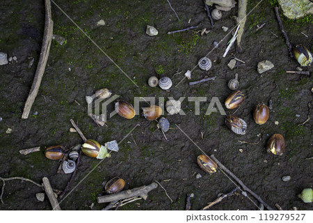 Acorn that fell to the ground 119279527