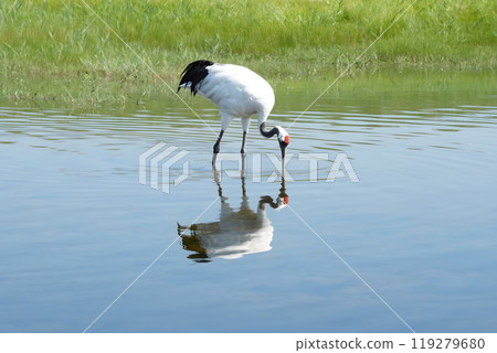 Red-Crowned Crane Feeding in Shallow Water Red-Crowned Crane Feeding in Shallow Water 119279680