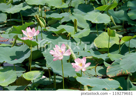 Blooming Pink Lotus Flowers in Pond 119279681
