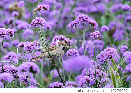 Sparrow Perched Among Purple Wildflowers 119279682