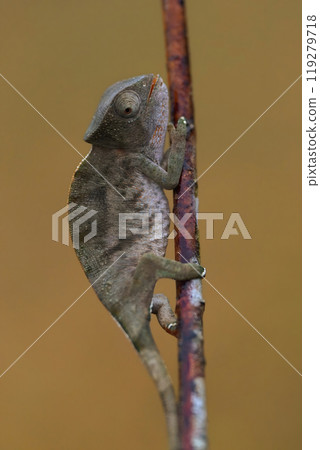 Chameleon Clinging to a Branch Chameleon Clinging to a Branch 119279718