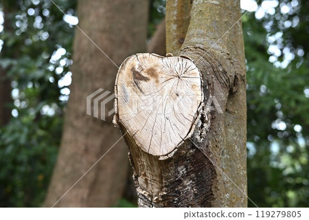 Heart stump 119279805