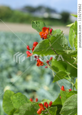 Safflower kidney bean flowers blooming in autumn field 119279862