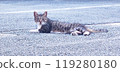 Cat lying on the road 119280180