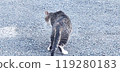 Cat walking on the road 119280183