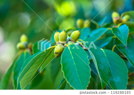 Acorn's Acorn 119280185