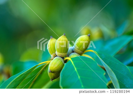 Acorn's Acorn 119280194