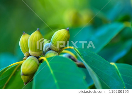 Acorn's Acorn 119280195