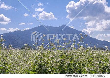 筑波山山麓盛開的日立秋蕎麥田 筑波山山麓盛開的日立秋蕎麥田 119280278