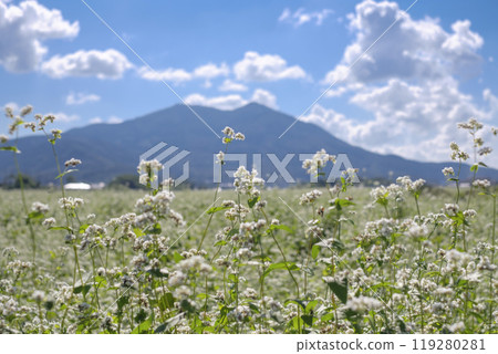 筑波山山麓盛開的日立秋蕎麥田 119280281