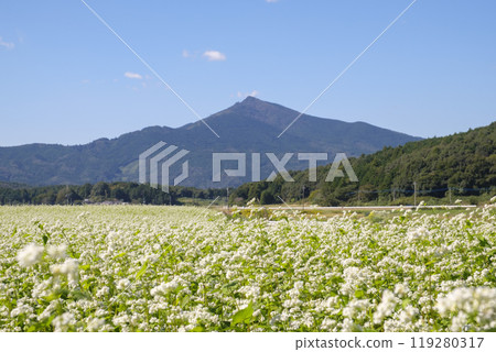 筑波山山麓盛開的日立秋蕎麥田 筑波山山麓盛開的日立秋蕎麥田 119280317