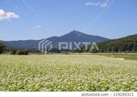 筑波山山麓盛開的日立秋蕎麥田 119280321