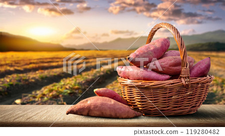 Taste of Autumn_Delicious looking sweet potatoes harvested in a large sweet potato field 119280482