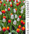 Beautiful flowers tulips nature backgroung Spring flowering 119280487