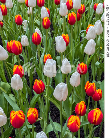 Beautiful flowers tulips nature backgroung Spring flowering Beautiful flowers tulips nature backgroung Spring flowering 119280487