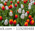 Beautiful flowers tulips nature backgroung Spring flowering 119280488